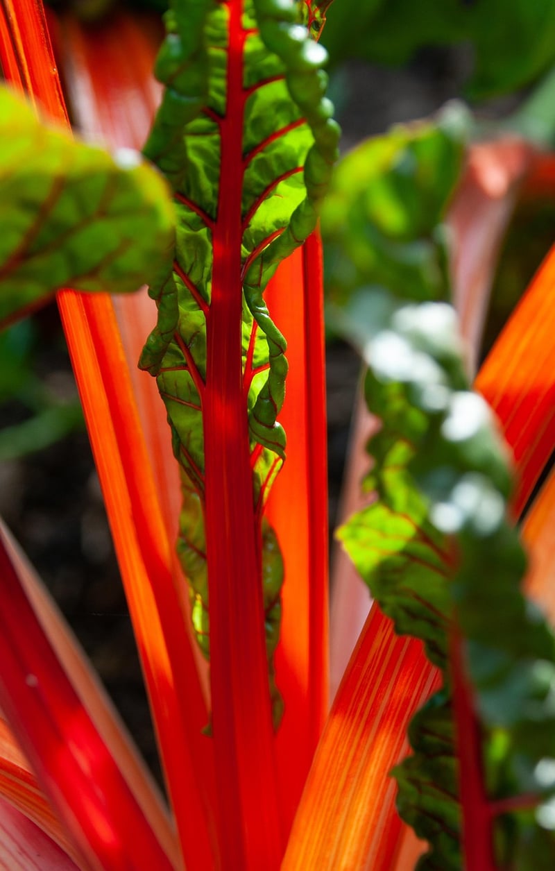 Swiss Chard