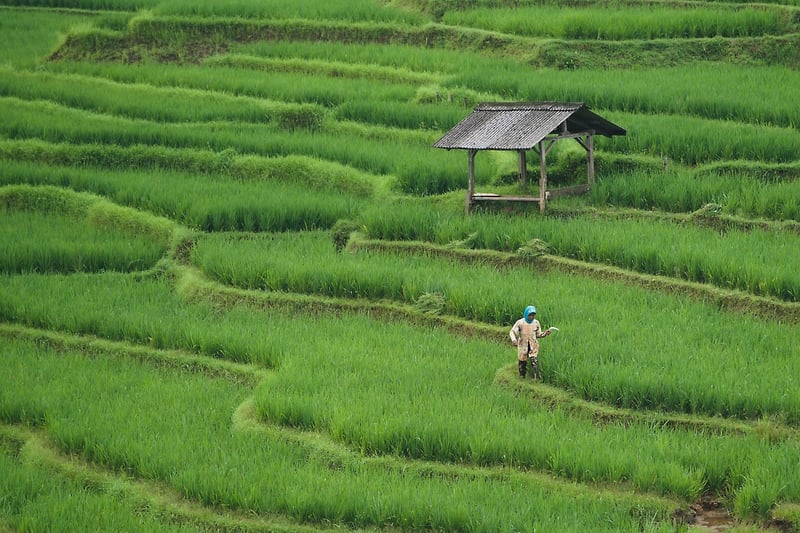Rooftop Agriculture